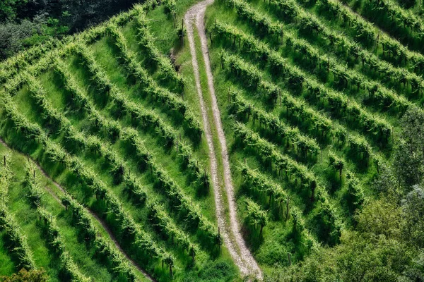 Paths between the vineyards — Stock Photo, Image