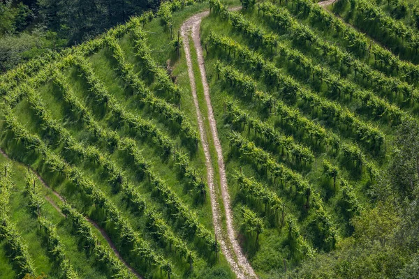 Sentiers entre les vignobles — Photo