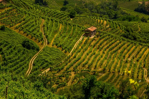 Colinas verdes e vales com vinhas da região vinícola de Prosecco — Fotografia de Stock