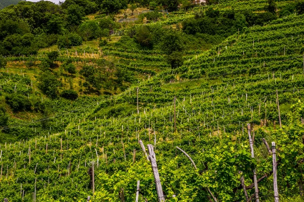 Prosecco şarap bölgesinin üzüm bağları olan yeşil tepeler ve vadiler