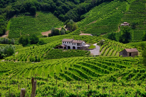 Gröna kullar och dalar med vingårdar i vindistriktet Prosecco — Stockfoto