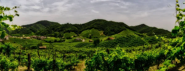 Prosecco üzüm bağlarıpanoraması
