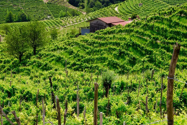 Colinas verdes y valles con viñedos de la región vinícola de Prosecco — Foto de Stock