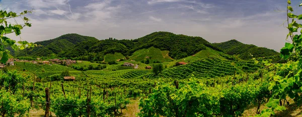 Panorama of the vineyards of Prosecco vineyards — Stock Photo, Image