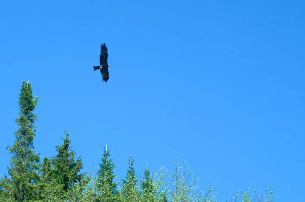 Pássaro Predador Com Asas Abertas Voa Contra Céu Azul Perto — Fotografia de Stock