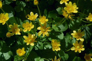 Parktaki küçük, güzel sarı çiçeklerin yakın çekimi.