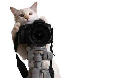 Komik bej renkli kedi DSLR kameralı bir fotoğrafçı. Kırpma yolu ile beyaz arkaplanda izole