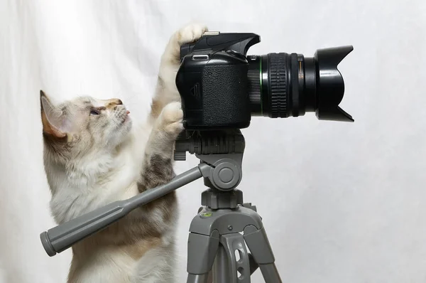 面白いベージュの猫は三脚に一眼レフカメラを持つ写真家です 白地に隔離された ストック画像