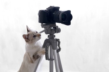 Komik bej renkli kedi DSLR kameralı bir fotoğrafçı. Beyaz arkaplanda izole