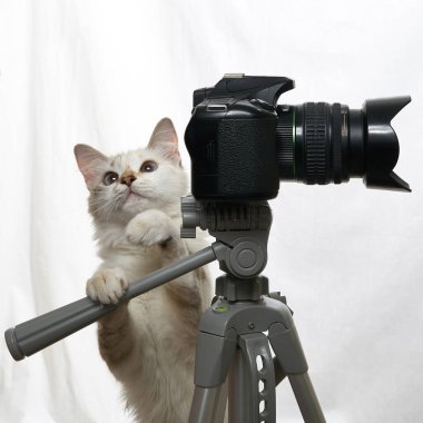 Komik bej renkli kedi DSLR kameralı bir fotoğrafçı. Beyaz arkaplanda izole