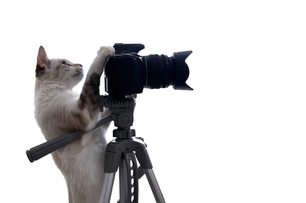 Komik bej renkli kedi DSLR kameralı bir fotoğrafçı. Beyaz arkaplanda izole