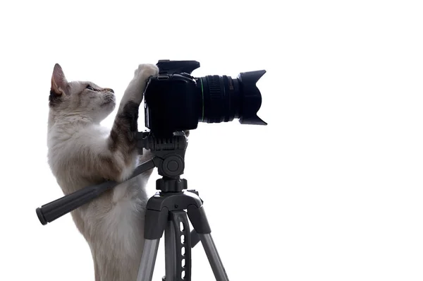 面白いベージュの猫は三脚に一眼レフカメラを持つ写真家です 白地に隔離された ストックフォト