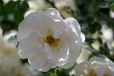 Güneşli bir günde, güllük gülistanlık güller açan güller.