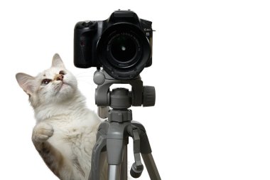Komik bej renkli kedi DSLR kameralı bir fotoğrafçı. Beyaz arkaplanda izole