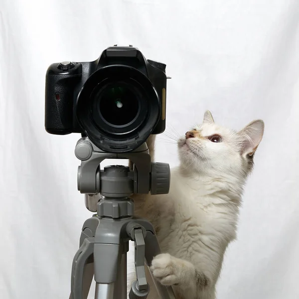 面白いベージュの猫は三脚に一眼レフカメラを持つ写真家です 白地に隔離された ロイヤリティフリーのストック画像