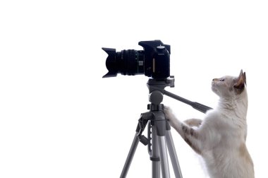 Komik bej renkli kedi DSLR kameralı bir fotoğrafçı. Beyaz arkaplanda izole