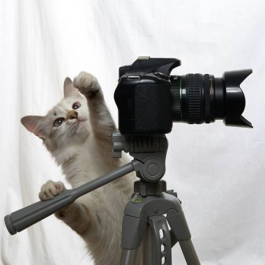 Komik bej renkli kedi DSLR kameralı bir fotoğrafçı. Beyaz arkaplanda izole