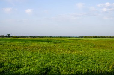 Yeşil alan. İneklerin otladığı çevre dostu çayır.