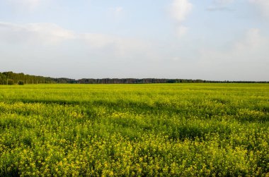 Çevre dostu yakıtlar için kolza tohumu ekimi - biyodizel