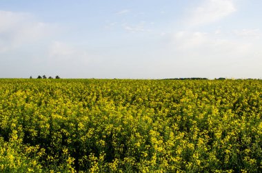 Biyoyakıtların üretileceği tecavüz alanı
