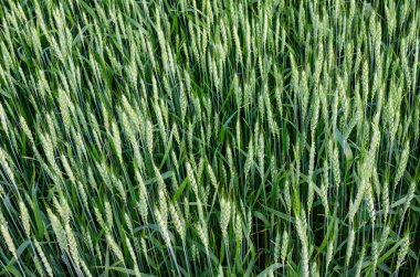 Buğday manzaralı. Şekerleme üretimi için buğday yetiştiriyorum.