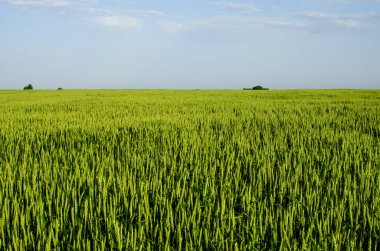 Yeşil buğday tarlası. Yurtdışına ihracat için buğday ekimi