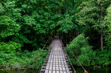 Ağaçlarla çevrili bir orman gölü. Yağmur suyun üzerinde daireler çiziyor
