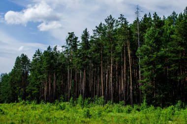Orman kenarına. Çam ormanının kıyısında. Harika bir yaz havası. Ekoloji