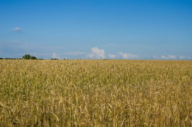 Mavi gökyüzünün altındaki altın çavdar tarlası. Yazın çavdar tarlası