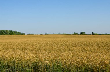 Sarı çavdar tarlası. Çavdarın yetiştiği bir çiftçi tarlası