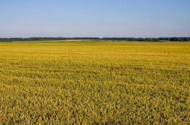 Buğday ekmekleri yazın ortasında sararmaya başlar. Tarımda büyüyen buğday