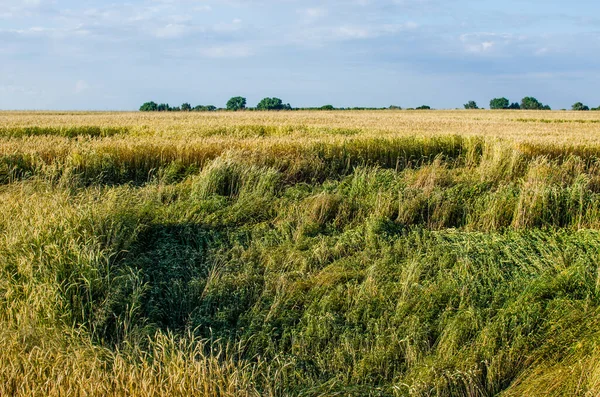 风刮破了小麦的耳朵 大风刮碎了黑麦 给农民造成了经济损失 — 图库照片