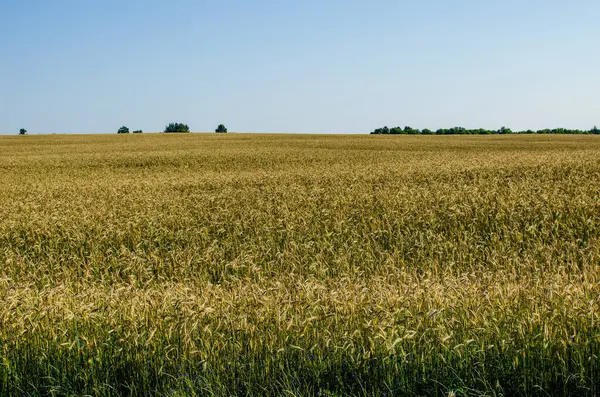 俄罗斯中部地区成熟的黑麦 田里撒满了黑麦 — 图库照片