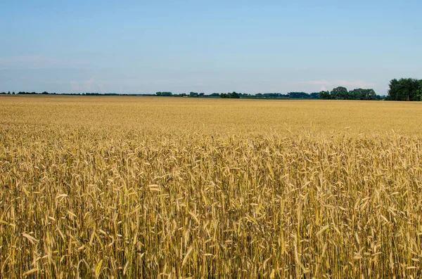 夏天的风景与黑麦田 种植黑麦出售 — 图库照片