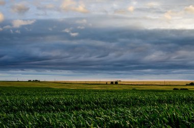 Resimli tepelerdeki mısır tarlaları ve gökyüzündeki mavi bulutlar