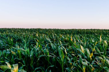 Mısır tarlası ve açık gökyüzü. Doğal yeşil mısır tarlası