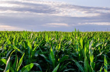 Mısır, hayvanlar için lezzetli bir besin almak için bir tarlada yetiştirilir. Mavi gökyüzünün altında bir mısır tarlası