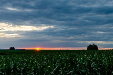 Ekin tarlasında gün batımından sonra. Olgunlaşan mısır tarlasında panoramik günbatımı