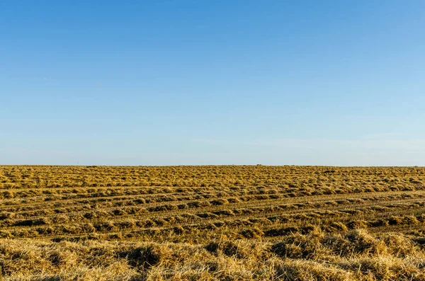 稻草丛生的田里 — 图库照片