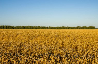 Gün batımında buğday tarlası. Altın buğday tarlası