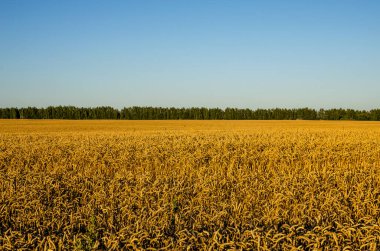 Güzel mavi gökyüzünün altında altın buğday tarlası
