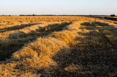 Kırsalda tahıl topluyorum. Endüstriyel Tarım 