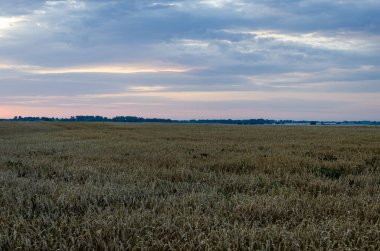 Hasattan önceki gün bulutlu gökyüzü ile yulaf tarlası