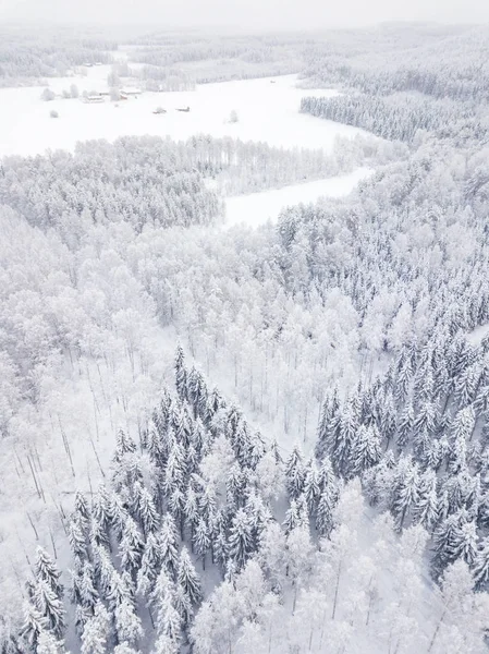 Flygfoto Vinterskog — Stockfoto