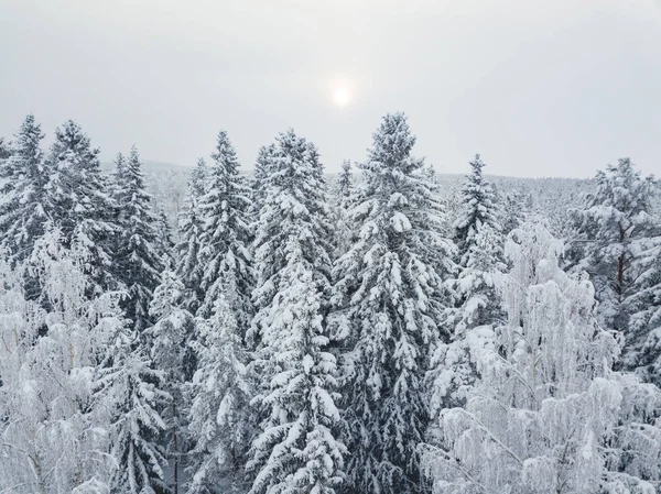 Flygfoto Vinterskog — Stockfoto