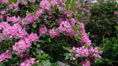 Rhododendrons Parkı 'nda yürüyen bir kadın. Finlandiya 'nın Helsinki şehrinin en popüler ve en güzel yerlerinden biridir..
