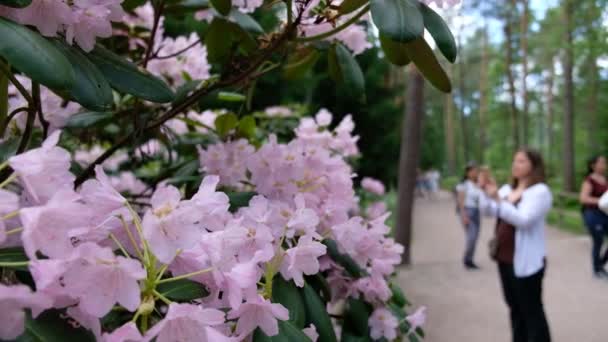 Turisták Sétálnak Rhododendrons Parkban Egyik Legnépszerűbb Legszebb Hely Helsinkiben Finnországban — Stock videók