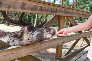 Espoo, Finlandiya - 27 Haziran 2020: Nuuksio ren geyiği parkında ren geyiği. Parkta ren geyiğini besleyen kız.