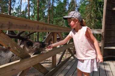 Espoo, Finlandiya - 27 Haziran 2020: Nuuksio ren geyiği parkında ren geyiği. Parkta ren geyiğini besleyen kız.