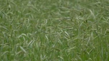 Çavdarın yeşil kulakları güneşli bir günde rüzgarda sallanıyor..